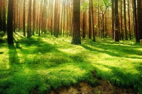 开云官网入口-_梦幻灯光体育表演：科技点亮夜空_，梦幻灯光秀美术教案