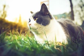 开云中国大陆-主场作战压力大？法国球员回应争议，法国队客场